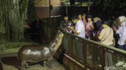 “Pengunjung Ragunan Malam Terkejut, Satwa Tak Terlihat—Pemprov Segera Tanggap”