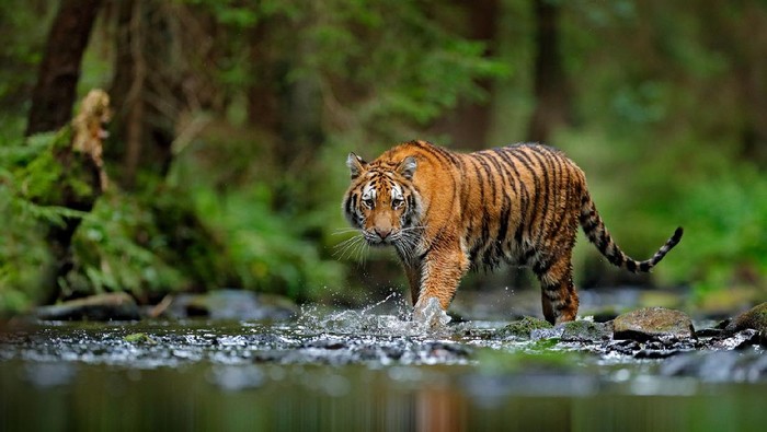 Heboh, 2 Harimau Muncul di Jalan Sumatera! BKSDA Sumbar Siaga Terkini