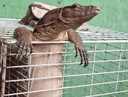 “Damkar Depok Evakuasi Biawak Nyangkut di Kandang Kucing: Aksi Menegangkan yang Tak Terduga!”