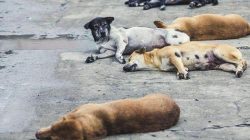 DPRD Jakarta Dukung Pergub Larangan Daging Anjing-Kucing untuk Lindungi Hewan Peliharaan