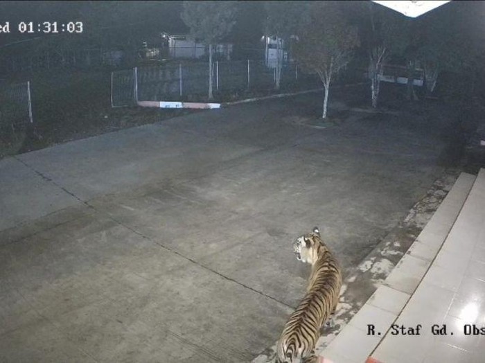 Harimau Meneror Area Perkantoran BRIN Agam, Kebakaran Api Dalam Hutan?