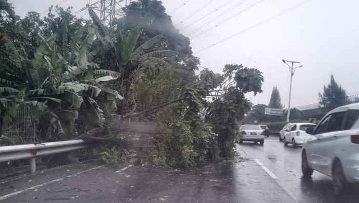 Pohon Tumbang di Tol Jagorawi Arah Cawang, Petugas Cepat Tanggap dalam Evakuasi