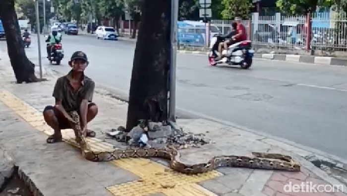 Kakek Subari, 75 Tahun, Bawa Ular Piton Usir 'Penjajah' Trotoar di Kramat Jati