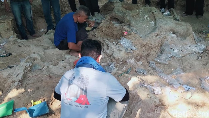 Fosil Gajah Purba Stegodon Ditemukan Utuh di Pegunungan Nganjuk: Temuan Langka yang Mengejutkan Ahli Paleontologi!