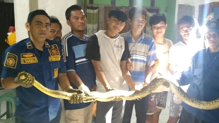 **Kisah Menyedihkan Kucing yang Dililit Ular, Warga Bogor Cepat Tanggap Lapor Damkar!**