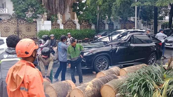6 Fakta Pohon Tua di Pondok Indah Makan Korban Jiwa - Update 1
