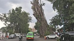 Bogor dalam Ancaman, Pohon-pohon Rawan Tumbang, Walkot Beri Peringatan!