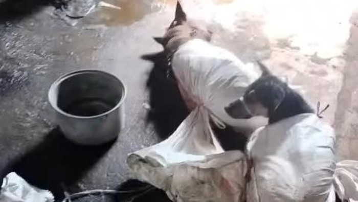 Anjing-anjing Dikarungi di Bantul Viral, Polisi Segera Cek Lokasi!