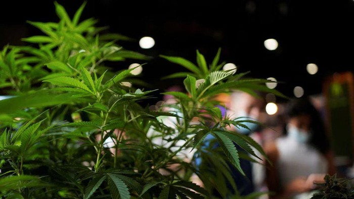 Spanyol Tangkap 20 Ton Ganja Berpura-pura sebagai Paprika dari Maroko, 20 Orang Ditetapkan Tersangka