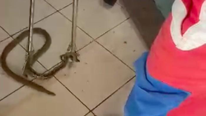 Ular Nyelonong Masuk Ruang Tamu, Warga Jaktim Ketakutan saat Nonton TV!