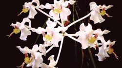 **Hari Cinta Puspa dan Satwa 5 November: Doa untuk Kebanggaan Alam Indonesia**