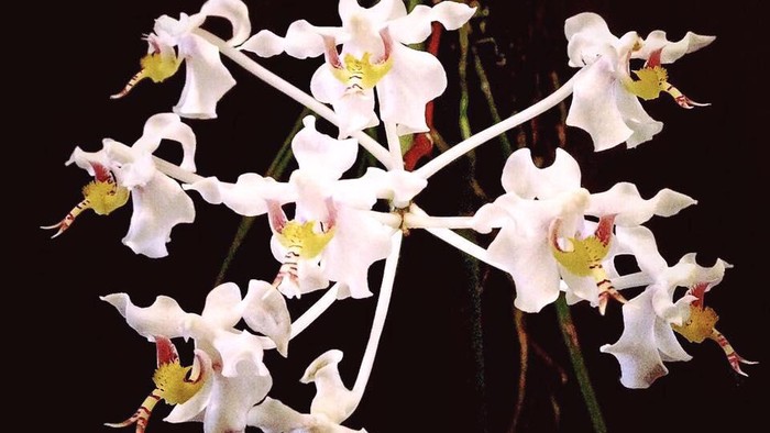 **Hari Cinta Puspa dan Satwa 5 November: Doa untuk Kebanggaan Alam Indonesia**