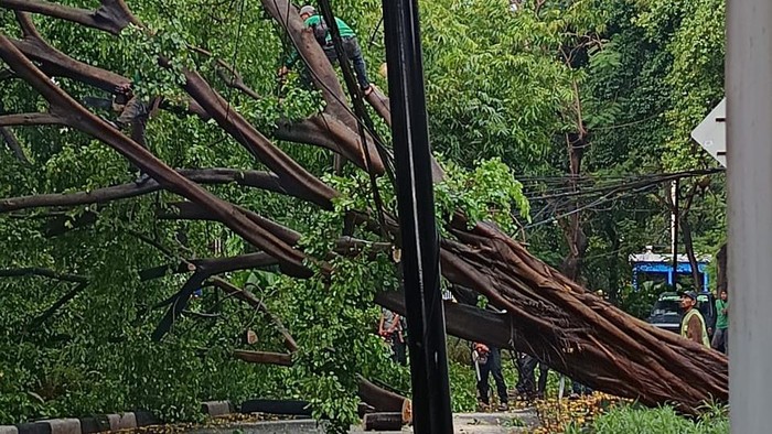 [Pohon Raksasa di Menteng Tumbang, Jelang Banjir?]