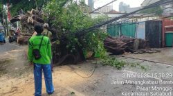 “Pohon Tumbang di Jl. Minangkabau, Rute TransJ Dialihkan Akibat Hujan Lebat”