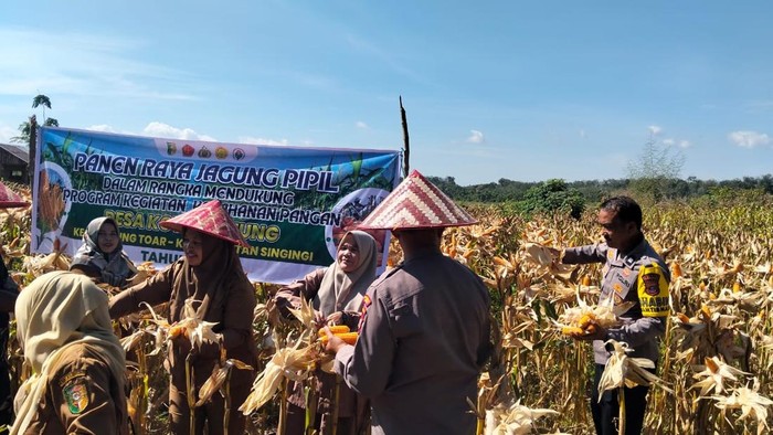 Polres Kuansing Berkontribusi Besar dalam Menjaga Ketahanan Pangan Nasional melalui Panen Jagung di 2 Desa