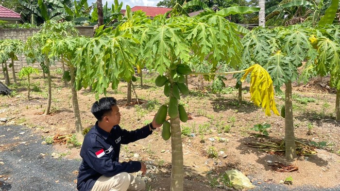 Polda Kalsel Manfaatkan Lahan Sisa untuk Tanam Pepaya,dukung Program MBG