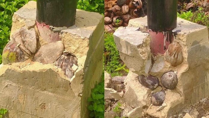 Viral! Retaknya Pondasi Tiang Listrik di Sambas, Terungkap Isi Mengerikan Kelapa dan Serabut