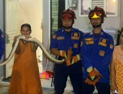 **Ular Sanca 2,5 Meter ‘Nangkring’ di Toilet Depok, Damkar Aksi Cepat!**