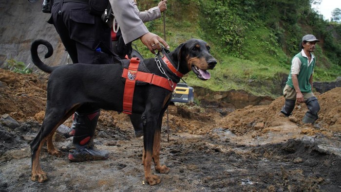 Anjing Pelacak Bantu Polisi Temukan Lokasi Pengepungan Jasad Alvaro di Tenjo