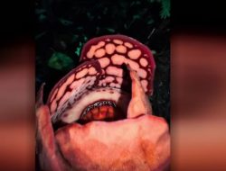 [Di Balik Reaksi Haru Peneliti RI: Temuan Bunga Bangkai Langka yang Mengguncang Dunia]