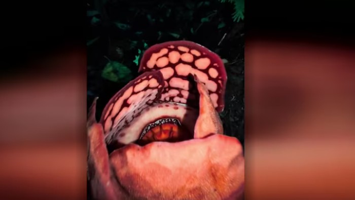 [Di Balik Reaksi Haru Peneliti RI: Temuan Bunga Bangkai Langka yang Mengguncang Dunia]