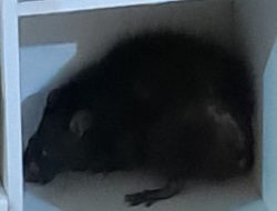 Tikus Raksasa Serang Anak di Bogor, Warga Berharap Damkar Tangani Darurat!