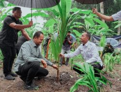 Pemkab Badung Galang Ketahanan Pangan, Tanam Kelapa untuk Nusa!