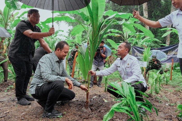 Pemkab Badung Galang Ketahanan Pangan, Tanam Kelapa untuk Nusa!