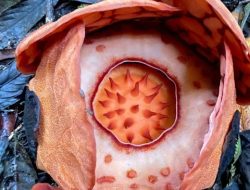 Oxford University Perhatikan Peneliti Indonesia dalam Temuan Rafflesia Hasseltii yang Menggemparkan!