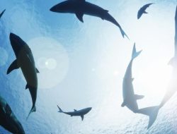 Tragis! Turis Swiss Tewas, Satu Lainnya Cedera Akibat Serangan Hiu di Pantai Australia