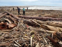 Potret Menakjubkan Kayu Gelondongan Berserakan di Pantai Usai Banjir di Padang