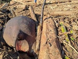 **Tragedi Gajah Sumatera: Mayat Ditimbun Kayu di Aceh Usai Banjir**