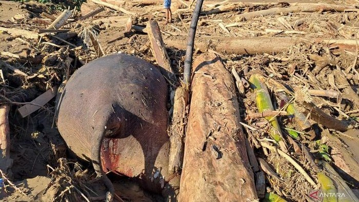 **Tragedi Gajah Sumatera: Mayat Ditimbun Kayu di Aceh Usai Banjir**