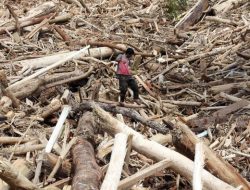 Teka-teki Gelondongan Kayu Terbawa Banjir di Sumatera – Update 1