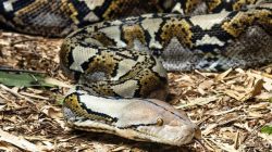 **Tragedi Mengerikan di Sulsel: Petani Terbunuh oleh Ular Piton saat Berkendara**