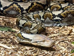 **Tragedi Mengerikan di Sulsel: Petani Terbunuh oleh Ular Piton saat Berkendara**