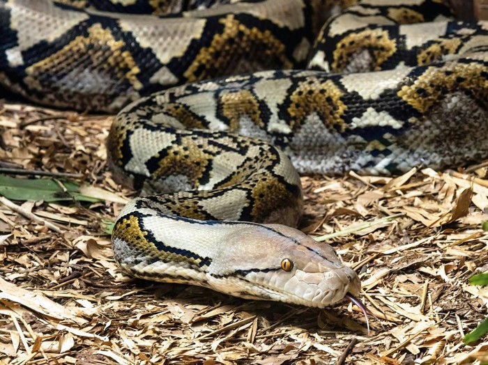**Tragedi Mengerikan di Sulsel: Petani Terbunuh oleh Ular Piton saat Berkendara**