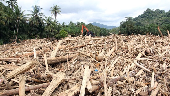 Kementerian LH Panggil 8 Perusahaan, Gelondongan Kayu di Sumut Ancam Hutan!