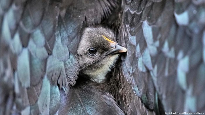 Flu Burung Mewabah, Apa Risikonya Bagi Manusia? - Update 1