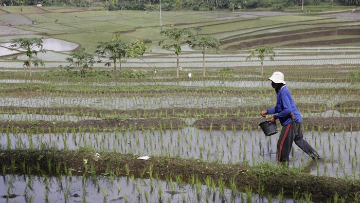 **Pemkab Lebak Gratiskan PBB untuk Petani, Dukung Pertanian di Bawah 5.000 Meter Persegi**