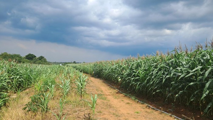 Ladang Jagung Ala Interstellar di Serang, Cerita Petani yang Bikin Senyum Mengembang