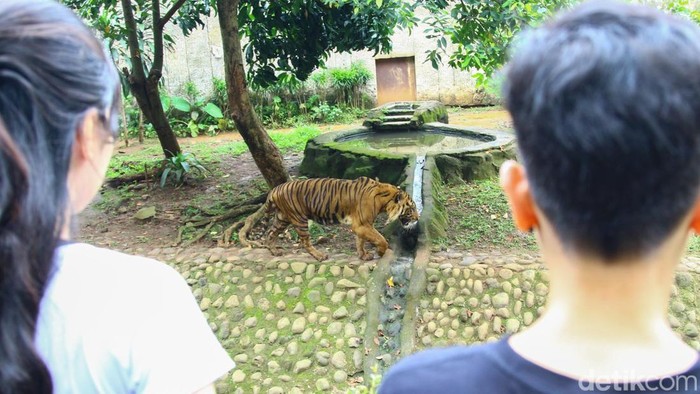 Satwa Ragunan, Hubungan Cinta atau Konflik?