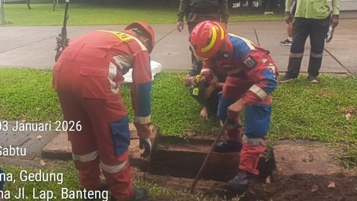 Ular Kobra Muncul di Lapangan Banteng Jakpus, Damkar Evakuasi – Update 1