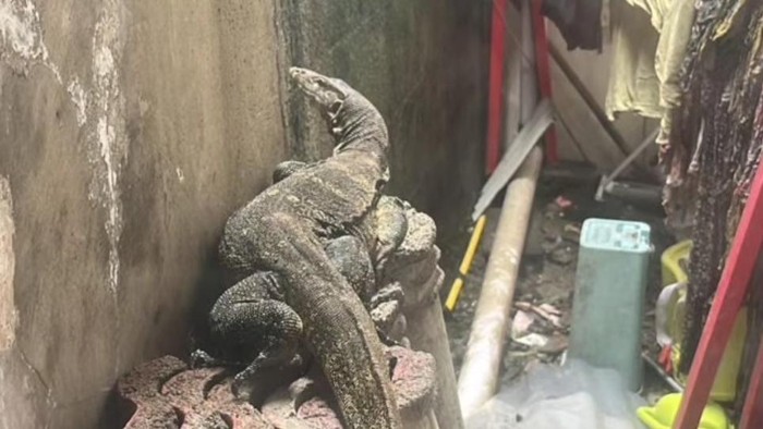 Biawak di Bogor Bikin Warga Panik, Damkar Turun Tangan!