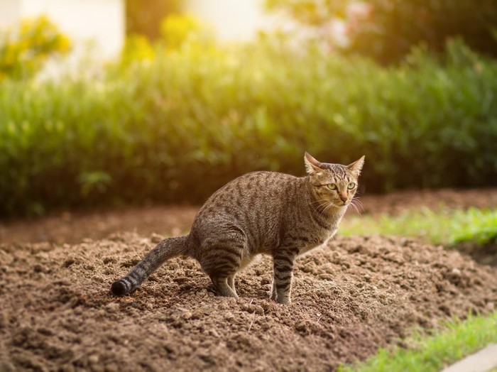 **Viral Pria Tendang Kucing hingga Mati di Blora, Pelaku Teridentifikasi: Kejadian Mengerikan yang Menyedihkan**
