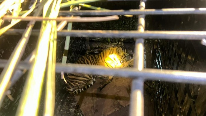 Anak Harimau di Riau, Dari Jebakan ke Perhatian BKSDA: Kisah Nekat yang Menggugah