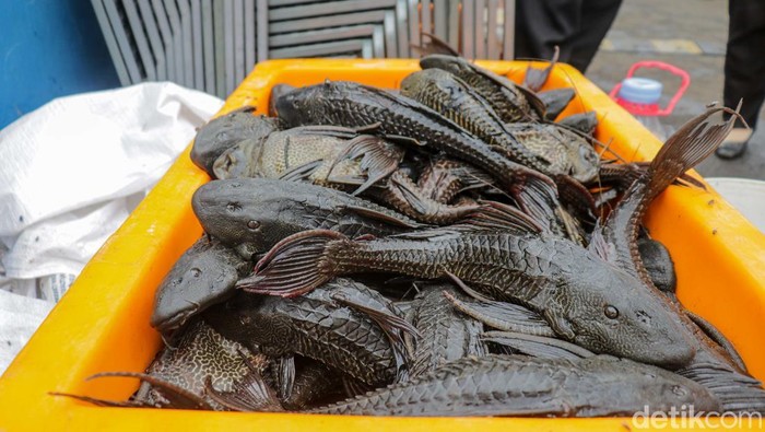 Ikan Sapu-Sapu Menyerang: AI, Senjata Baru atau Bencana?